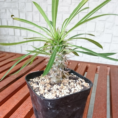 ダイソー植物：パキポディウム・ラメリーの育て方 | housef blog