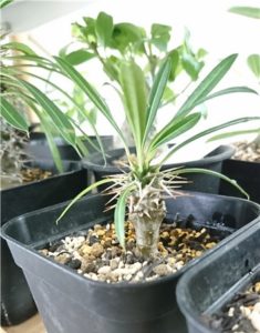 ダイソー植物：パキポディウム・ラメリーの育て方 | housef blog